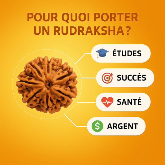 Mala en Graine de Rudraksha du Nepal